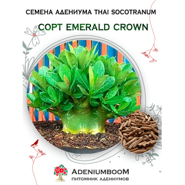 Адениум Тай Сокотранум Emerald Crown F1