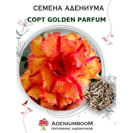 Адениум Тучный Golden Parfum