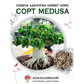 Adenium Dorset Horn Medusa 95-100%