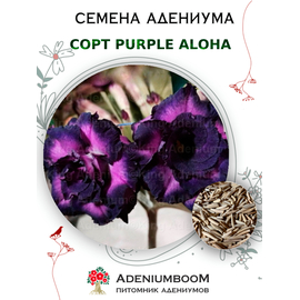 Адениум Тучный Purple Aloha