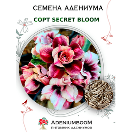 Адениум Тучный Secret Bloom