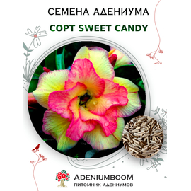 Адениум Тучный Sweet Candy