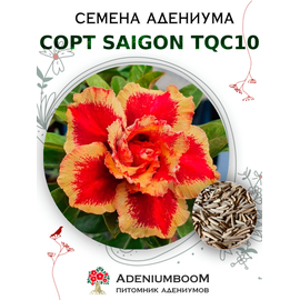 Адениум Тучный от Saigon Adenium, TQC10