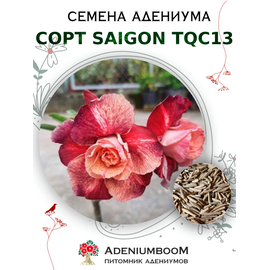 Адениум Тучный от Saigon Adenium, TQC13