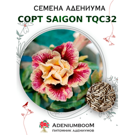 Адениум Тучный от Saigon Adenium, TQC32