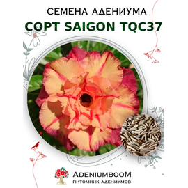 Адениум Тучный от Saigon Adenium, TQC37