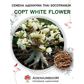 Адениум Тай Сокотранум White Flower 3-5%