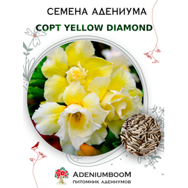 Адениум Тучный Yellow Diamond