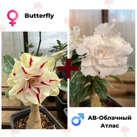 Адениум РО Butterfly + AB-Облачный Атлас