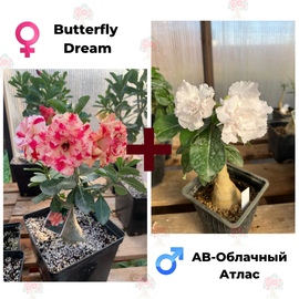 Адениум РО Butterfly Dream + AB-Облачный Атлас