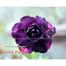 Привитый адениум Wild Purple (предзаказ)