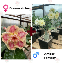 Адениум РО Dreamcatcher + Amber Fantasy