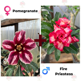 Адениум РО Pomegranate + Fire Priestess