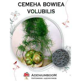 Bowiea Volubilis (Бовиэя, Бовиея, Бовия Вьющаяся)