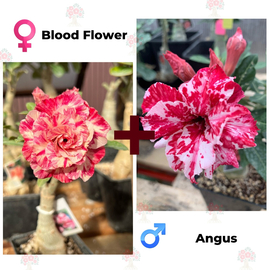 Адениум РО Blood Flower + Angus