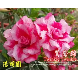 Привитый адениум Twinkle Twinkle (предзаказ)