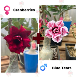 Адениум РО Cranberries + Blue Tears