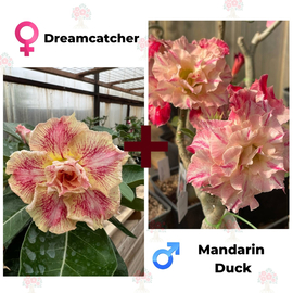 Адениум РО Dreamcatcher + Mandarin Duck