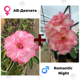Адениум РО AB-Девчата + Romantic Night