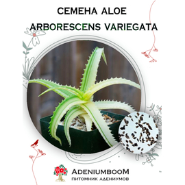 Aloe Arborescens Variegata (Алоэ Древовидное Вариегатное)