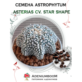 Astrophytum Asterias cv. Star Shape (Астрофитум Звездчатый Star Shape)