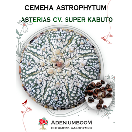 Astrophytum Asterias cv. Super Kabuto (Астрофитум Звездчатый Super Kabuto)