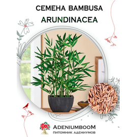 Bambusa Arundinacea (Бамбук Обыкновенный)
