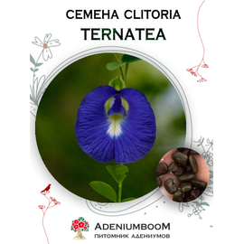 Clitoria Ternatea (Клитория Тройчатая)