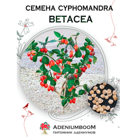 Cyphomandra Betacea (Цифомандра Свекольная, Тамарилло)