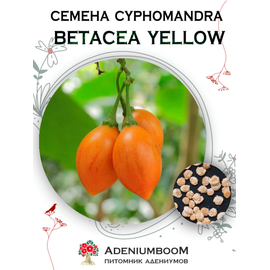 Cyphomandra Betacea Yellow (Цифомандра Свекольная Желтая, Тамарилло)
