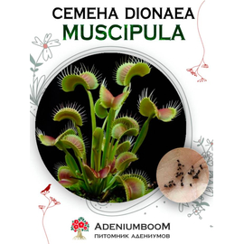 Dionaea Muscipula (Дионея, Венерина Мухоловка)