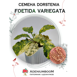 Dorstenia Foetida Variegata (Дорстения Пахучая Пестролистная)