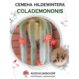 Hildewintera Colademononis (Хильдевинтера Коладемононис)