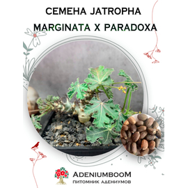 Jatropha Marginata x Paradoxa (Ятрофа Маргината х Парадокса)
