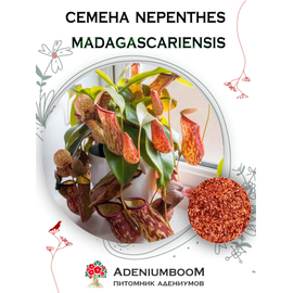 Nepenthes Madagascariensis (Непентес Мадагаскарский)
