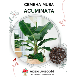 Musa Acuminata (Банан Заостренный)