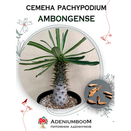 Pachypodium Ambongense (Пахиподиум Амбонгенсе)