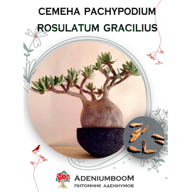 Pachypodium Rosulatum Gracilius (Пахиподиум Розулатум Изящный)