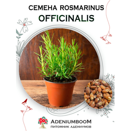 Rosmarinus Officinalis (Розмарин Лекарственный)