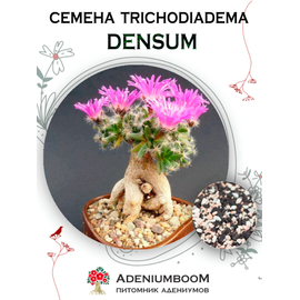 Trichodiadema Densum (Триходиадема Густая)