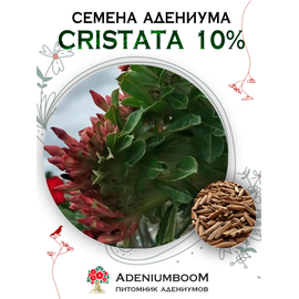 Адениум Cristata 10% (Адениум Кристатный 10%)