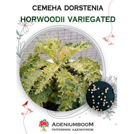 Dorstenia Horwoodii Variegated (Дорстения Хорвуда Вариегатная)