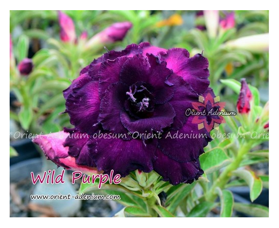 Адениум Тучный Wild Purple