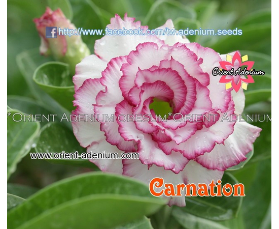Адениум Тучный Carnation