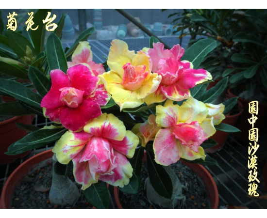Привитый адениум Chrysanthemums Terrace / Marigold Terrace