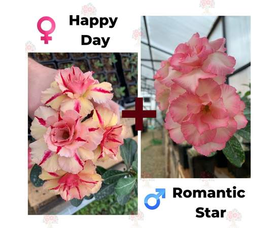 Адениум РО Happy Day + Romantic Star