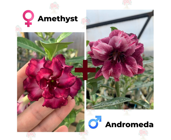 Адениум РО Amethyst + Andromeda