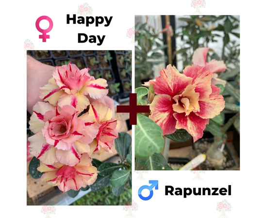Адениум РО Happy Day + Rapunzel