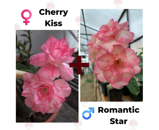 Адениум РО Cherry Kiss + Romantic Star