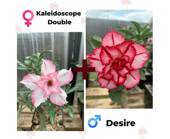Адениум РО Kaleidoscope Double + Desire